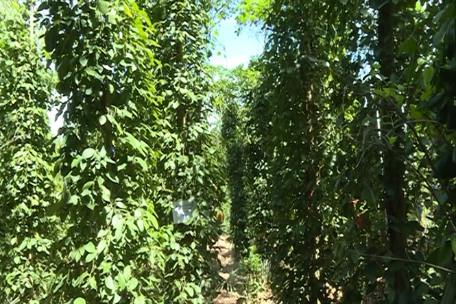 Vườn tiêu sử dụng chế phẩm MK8 của gia đình ông Phan Văn Minh, thôn Vân Tiền, xã Quảng Lưu (Quảng Trạch) phát triển xanh tốt, cho thu nhập cao.