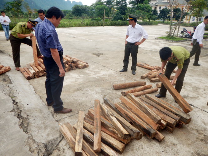 Lực lượng kiểm lâm VQG Phong Nha-Kẻ Bàng bắt giữ và xử lý số gỗ hương giáng vận chuyển trái phép.