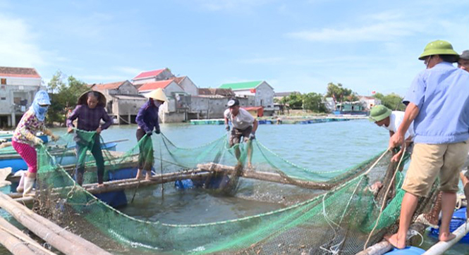  Ước tính, 1 lồng cá ở xã Quảng Minh (TX. Ba Đồn) cho thu hoạch 1 tấn cá.