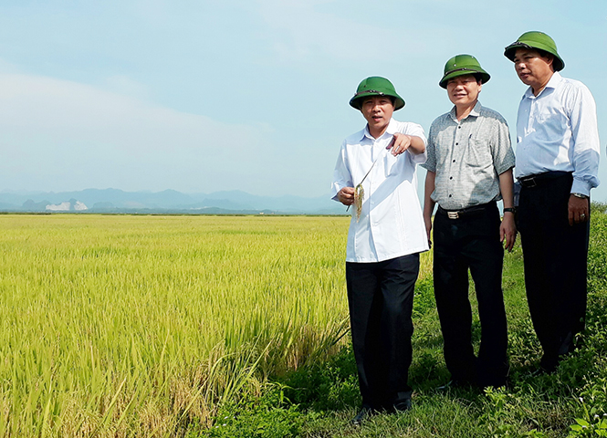  Đồng chí Bí thư Tỉnh ủy, Chủ tịch HĐND tỉnh Hoàng Đăng Quang kiểm tra sản xuất nông nghiệp tại huyện Lệ Thủy.