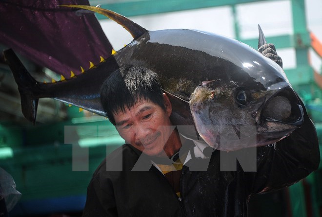 Vận chuyển cá ngừ đại dương tại cảng Tam Quan, huyện Hoài Nhơn, tỉnh Bình Định. (Ảnh: Quang Quyết/TTXVN)