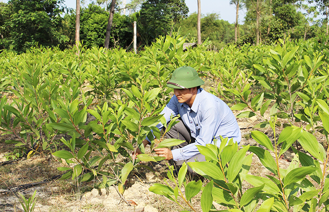 Người dân Lệ Thủy tích cực ươm cây giống phục vụ công tác phát triển rừng.