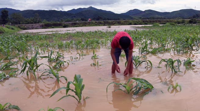 Nhiều ha ngô hè thu của nông dân Tuyên Hoá bị nập lũ.