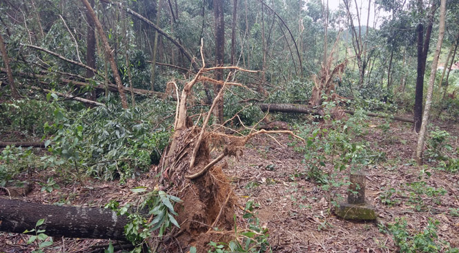 Một số diện tích rừng trồng của người dân Tuyên Hoá bị gãy đổ do bão lũ.