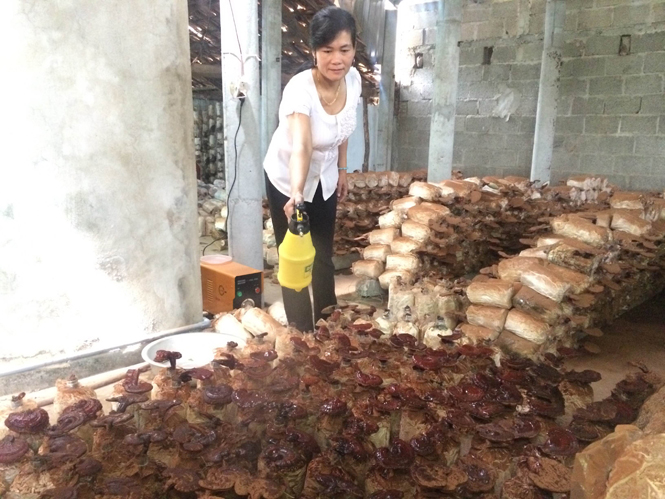  Quảng Ninh xuất hiện ngày càng nhiều nông dân sản xuất kinh doanh giỏi.