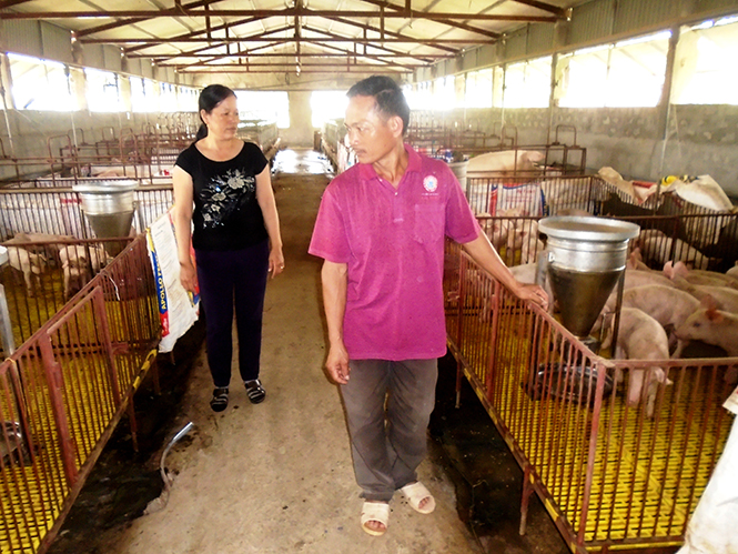  Vợ chồng anh Võ Văn Dương đang kiểm tra, chăm sóc đàn heo giống của gia đình.