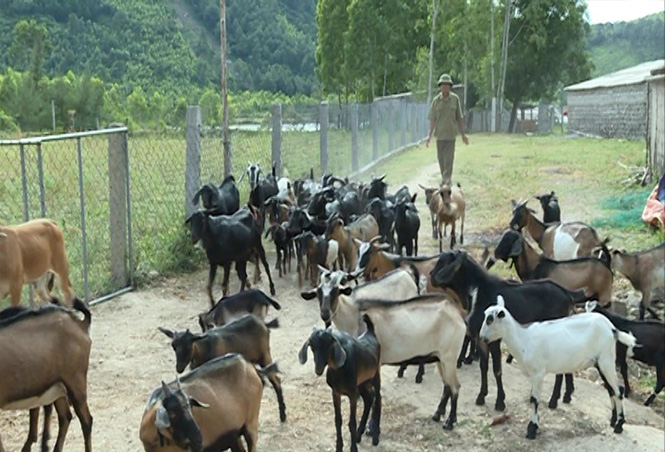 Quảng Trạch khuyến khích người dân phát triển đàn dê.