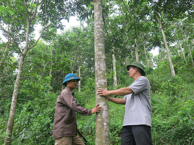 Rừng trám 7 năm tuổi của gia đình chị Nguyễn Thị Long, ở xã Hóa Sơn có những cây đạt đường kính từ 15cm đến 25cm.