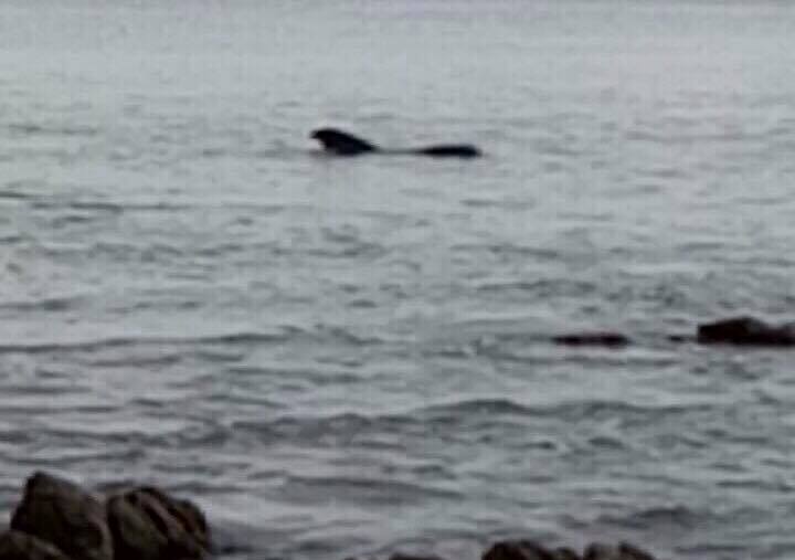 Hình ảnh cá voi bị mắc cạn tại khu vực biển Vũng Chùa
