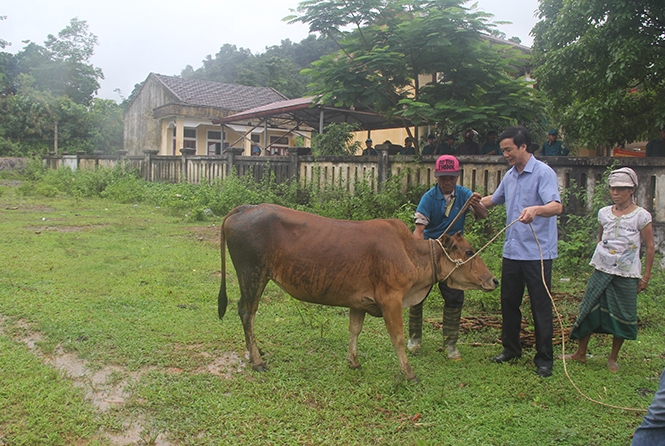  Hộ nghèo xã Lâm Thủy được hỗ trợ bò giống để phát triển sản xuất.