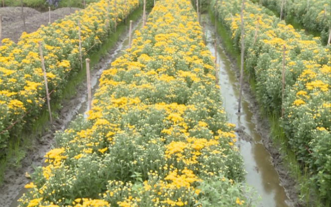 Trồng hoa trên đất lúa kém hiệu quả cho thu nhập từ 50-55 triệu đồng/năm ở phường Quảng Long, TX. Ba Đồn.