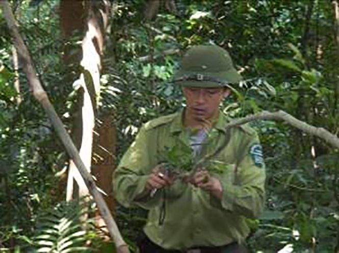 Lực lượng chức năng tháo bẫy do các thợ săn bẫy động vật hoang dã trong khu vực rừng Động Châu-khe Nước Trong.