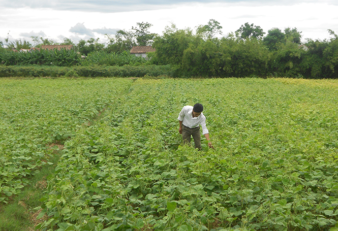 Chuyển đổi cơ cấu kinh tế cây trồng giúp nông dân huyện Lệ Thủy có thu nhập cao và ổn định.