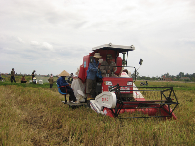 Nông dân Lệ Thủy khẩn trương thu hoạch lúa tái sinh để tránh mưa lũ.