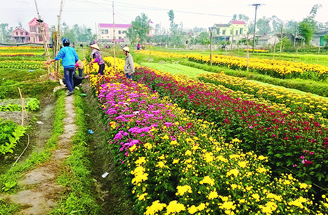 Mô hình chuyển đổi từ đất trồng lúa kém hiệu quả sang trồng hoa, rau màu cho hiệu quả kinh tế cao tại phường Quảng Long.