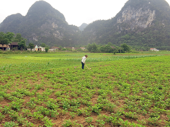 Một số diện tích đất ở xã Trung Hóa do ông Đinh Minh Sơn chỉ đạo cấp sai quy định.