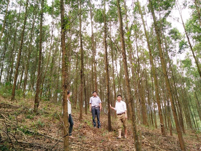 Mô hình rừng gỗ lớn ở Hóa Phúc.