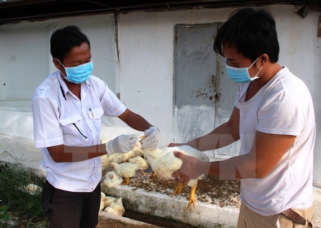 Cán bộ thú y lấy mẫu bệnh phẩm, giám sát dịch bệnh tại một trại chăn nuôi gà ở huyện biên giới Bến Cầu, Tây Ninh. (Ảnh: Lê Đức Hoảnh/TTXVN)
