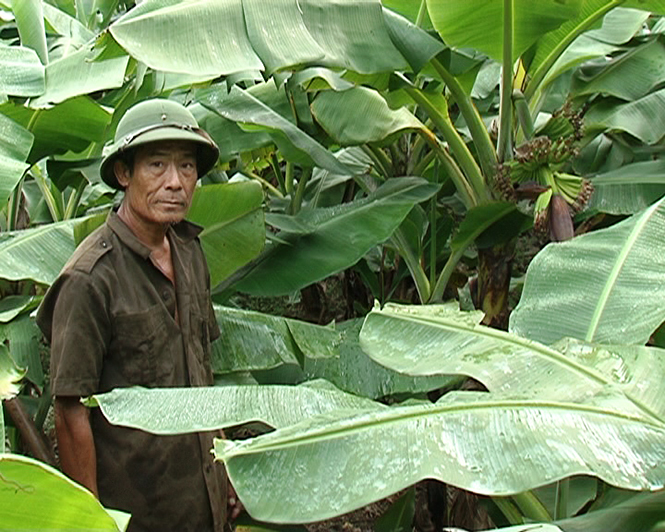 Trang trại tổng hợp đã cho gia đình ông Nguyễn Thái Bình thu nhập khá ổn định.