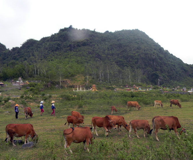 Nhân dân xã Đức Hoá, huyện Tuyên Hoá mạnh dạn phát triển đàn bò lai để thay thế dần các giống bò cóc kém chất lượng.