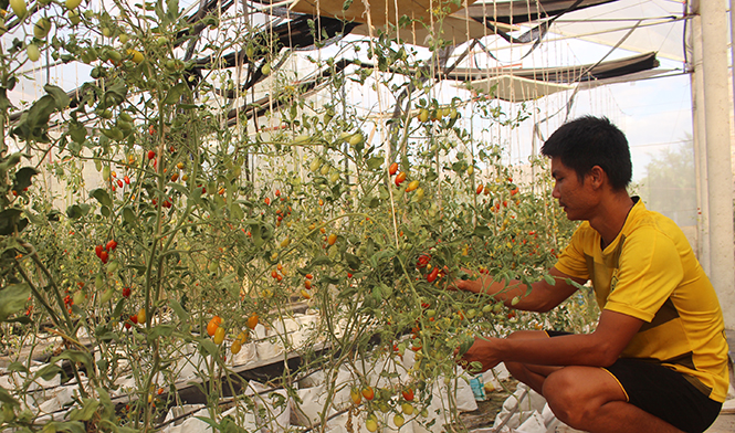 Mô hình trồng cà chua bi công nghệ cao của anh Dương Trí Quang (Ngư Thủy Bắc, Lệ Thủy) cho năng suất 3kg/cây.