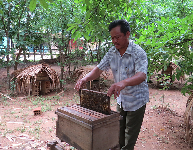 30 tổ ong mật trong khuôn viên trang trại ông Thú mỗi năm cho thu nhập hơn 50 triệu đồng.