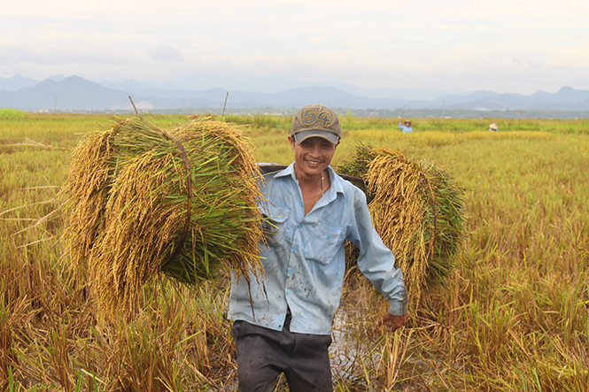 Nông dân Lệ Thủy thu hoạch lúa tái sinh.