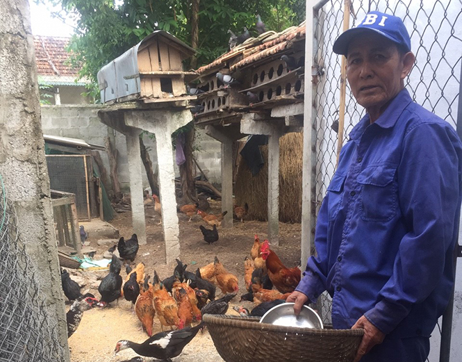 Chim bồ câu và gà mang lại thu nhập cao cho vợ chồng ông Phạm Minh Nước (Hồng Thủy, Lệ Thủy).