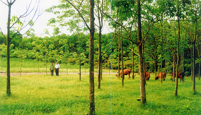 Mô hình kinh tế trang trại của hội viên CCB xã Văn Thủy cho hiệu quả kinh tế cao.
