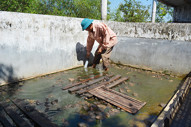 Mô hình nuôi ếch của gia đình ông Nguyễn Thanh Huệ cho hiệu quả kinh tế cao.