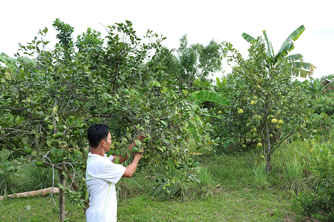 Khu vườn trồng cam tập trung của một hộ dân ở xã Nam Hoá mang lại hiệu quả kinh tế cao.