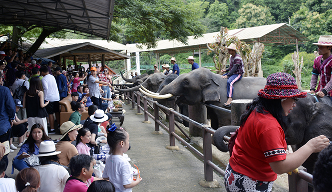 Chương trình biểu diễn của voi tại khu du lịch Maetang Elephant Park (Chiang Mai) thu hút nhiều du khách.
