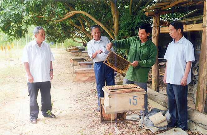 Lãnh đạo Hội CCB huyện thăm mô hình nuôi ong của hội viên ở xã An Ninh.