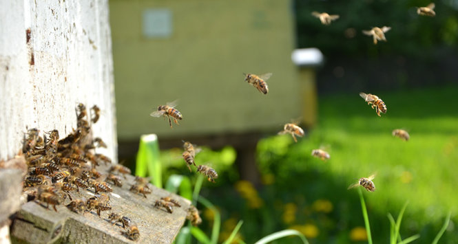 Nhật thực làm các động vật sinh hoạt như thể đang là ban đêm. Trong đó, đàn ong đang đi tìm mật sẽ bay về tổ - Ảnh: Istockphoto