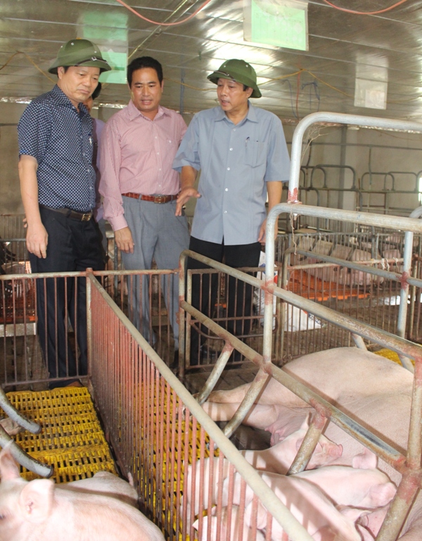 Đồng chí Bí thư Tỉnh uỷ Hoàng Đăng Quang thăm mô hình nuôi lợn siêu nạc của Công ty cổ phần Thanh Hương