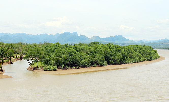 Rừng bần xã Tân Ninh đã được quy hoạch rừng phòng hộ.