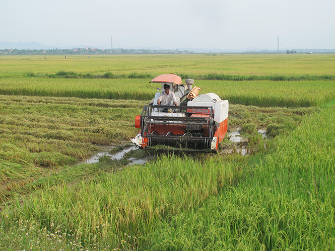 Sản lượng lúa vụ hè-thu trên địa bàn huyện Quảng Trạch ước đạt 17.600 tấn.