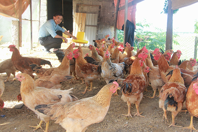 Mô hình nuôi gà trên đệm lót sinh học đã mang lại hiệu quả kinh tế cho các hộ chăn nuôi.