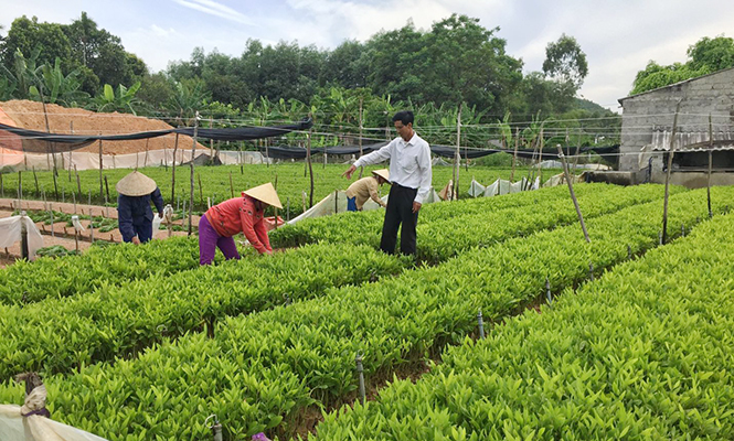 Ông Trần Văn Bường, Phó Chủ tịch Hội đồng mục vụ, thành viên ban ANTT của thôn đang hướng dẫn bà con giáo dân trồng cây giống.