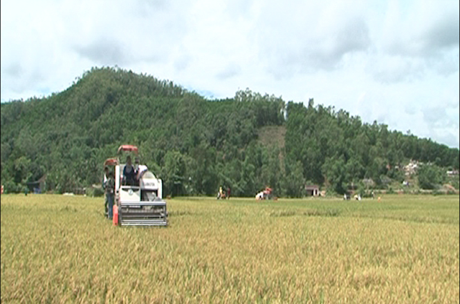 Máy gặt hoạt động hết công suất để thu hoạch lúa hè-thu ở Minh Hóa.