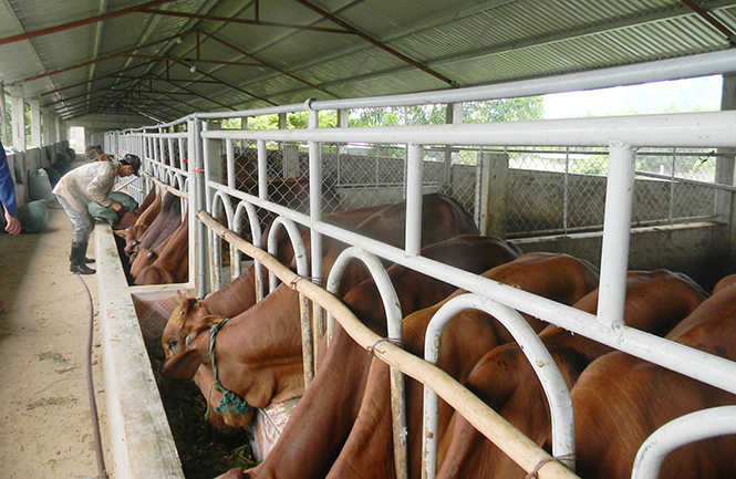 Một trang trại chăn nuôi bò lai tập trung ở xã Mai Hóa, huyện Tuyên Hóa.