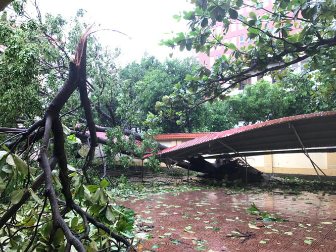 Tại Trường THPT Đào Duy Từ, cây đổ làm hư hỏng hệ thống nhà để xe của học sinh.