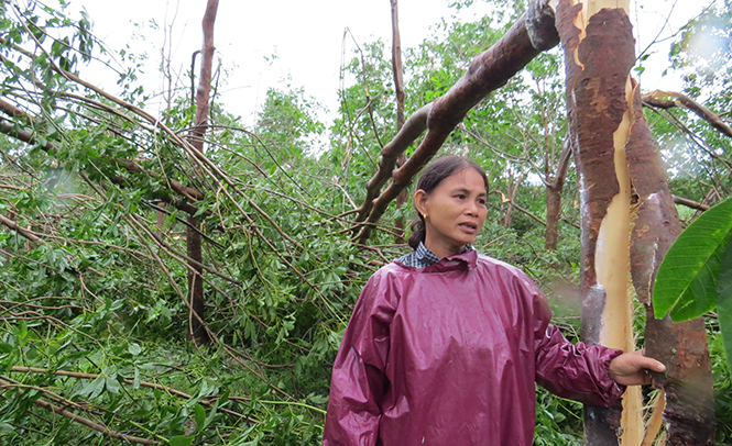Vườn cây cao su của chị Nguyễn Thị Hà bị gãy đổ sau cơn bão số 10.