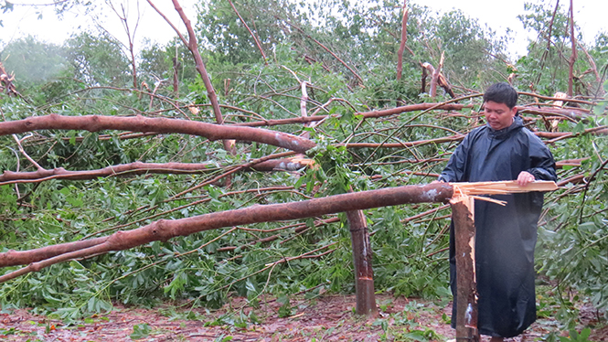 Nguyễn Văn Hội, Chủ tịch UBND xã Phú Định bên vườn cây cao su gãy đổ của một hộ dân