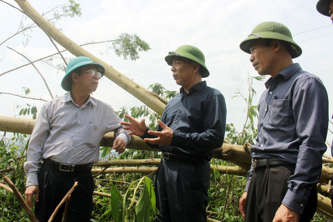 Đồng chí Nguyễn Hữu Hoài, Phó Bí thư Tỉnh ủy, Chủ tịch UBND tỉnh kiểm tra thiệt hại rừng trồng tại xã Lê Hóa.