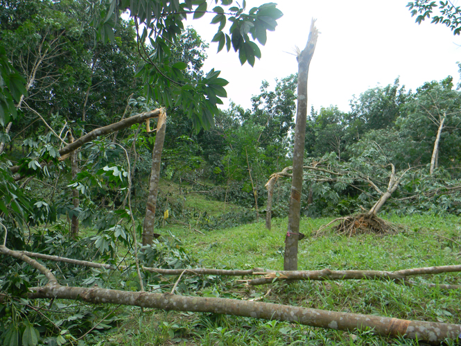 Rừng cao su của người dân xã Phú Định (Bố Trạch) bị gãy đổ do bão.