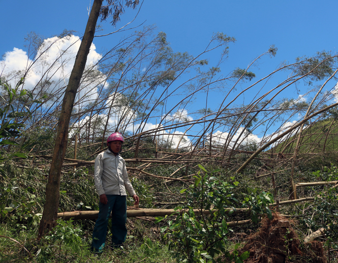 Một diện tích rừng trồng kinh tế ở xã Ngư Hoá bị gãy đổ do bão số 10 năm 2017.