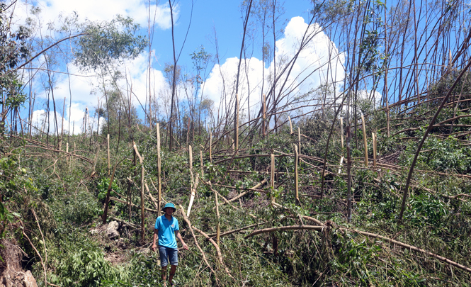 Nhiều hộ trồng rừng ở huyện Tuyên Hoá khóc ròng vì rừng trồng tan hoang do bão.