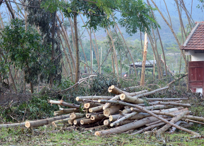 Nhiều khối lượng gỗ rừng trồng của xã Cao Quảng không tìm được thương lái đến thu mua.