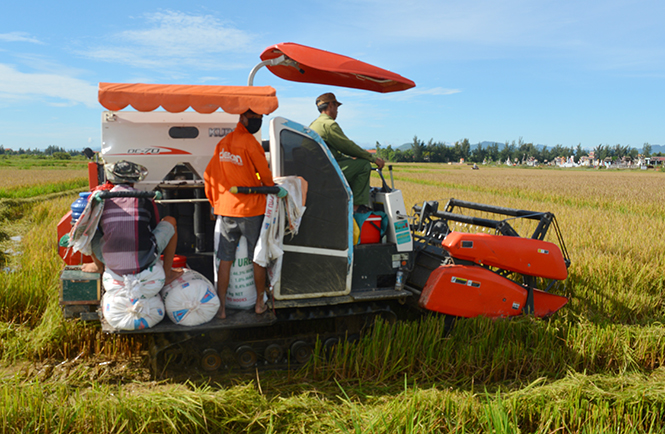 Nông dân huyện Quảng Ninh áp dụng cơ giới hóa vào các khâu trong quá trình sản xuất lúa.